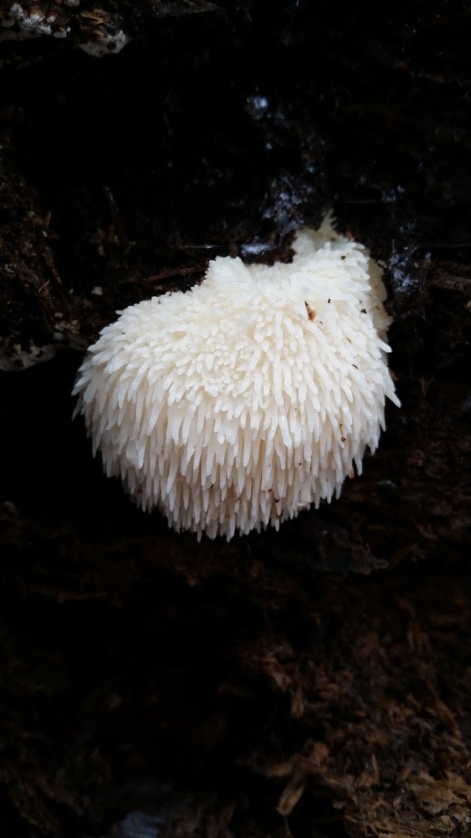 Lion's Mane Mushroom