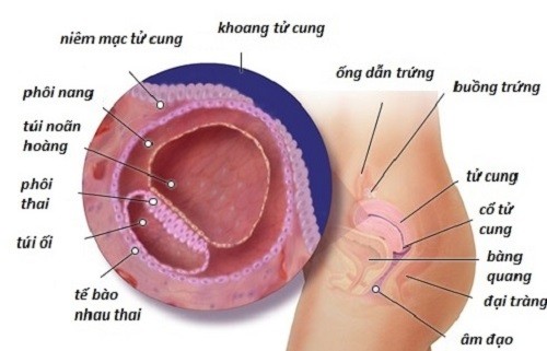 niem-mac-tu-cung-la-gi-1