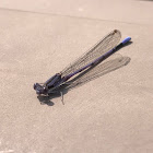 Purple damselfly