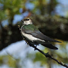 Violet-green Swallow