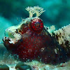 Blenny