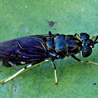 SOLDIER FLY