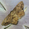 One-spotted Variant Moth