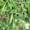 Creeping Ruellia