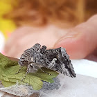 inchworm moth