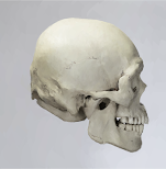 Skull 17