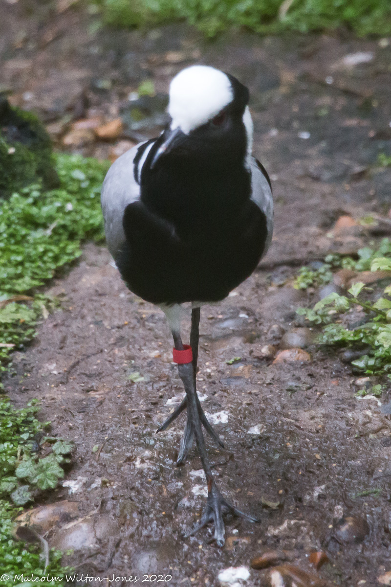 Blacksmith Lapwing