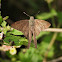 Brown longtail