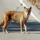 Coyote