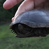 Eastern Mud Turtle