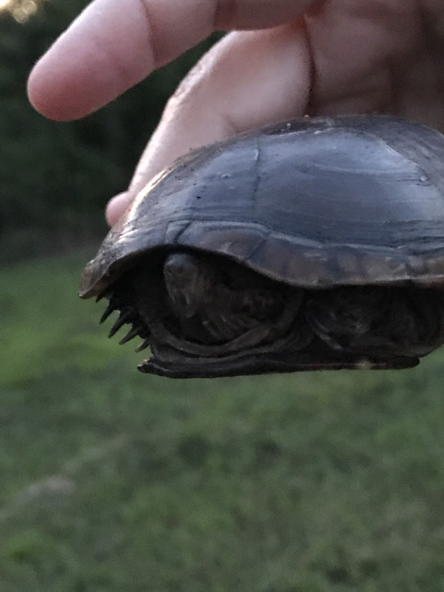 Eastern Mud Turtle