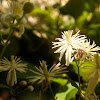 Old man's beard