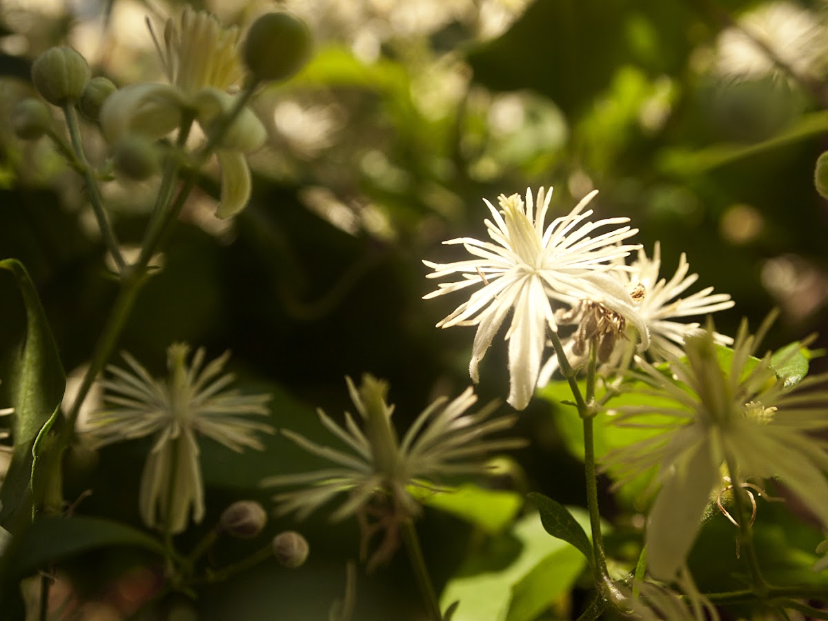 Old man's beard