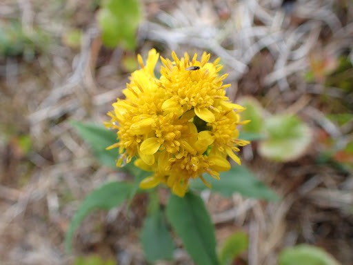 ミヤマアキノキリンソウ