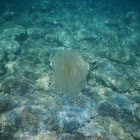 Warty comb jelly