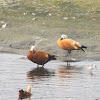 Brahminy duck or Ruddy shelduck