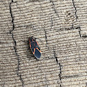 Eastern boxelder bug