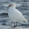 Snowy Sheathbill