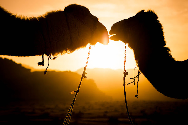 Camel silhouette di fedevphoto
