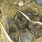 American Robin baby birds