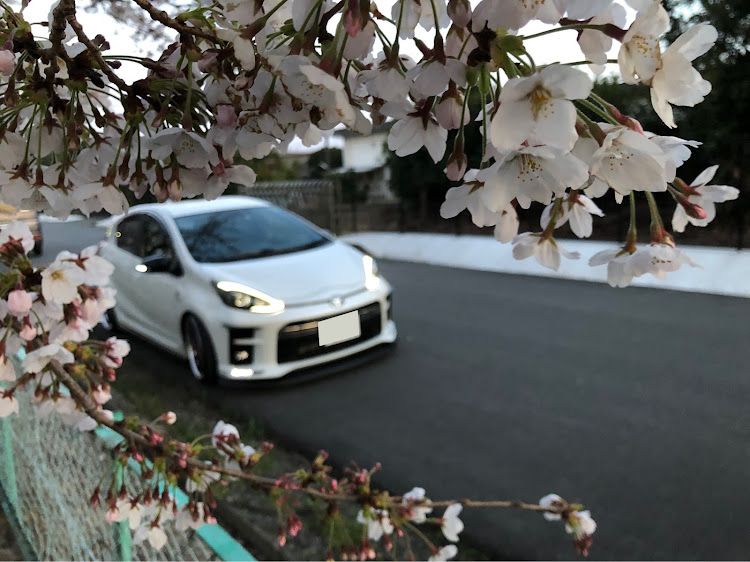 アクアの桜とコラボ・四日市・ぼっち撮影会・アクアGRに関するカスタム事例の投稿画像1枚目