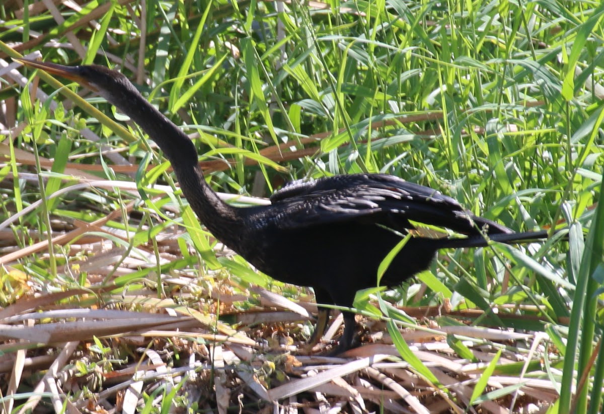 Anhinga