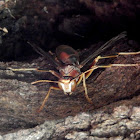 Red Paper Wasp