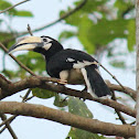 Oriental Pied Hornbill