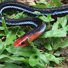 Malayan blue coral snake