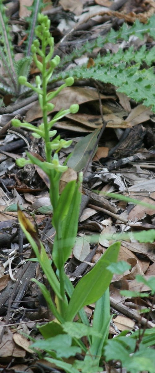 False Rein Orchid