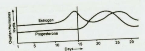 Menstrual Cycle