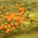 Slime Mold