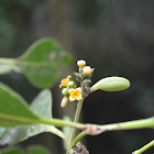 Grey mangrove