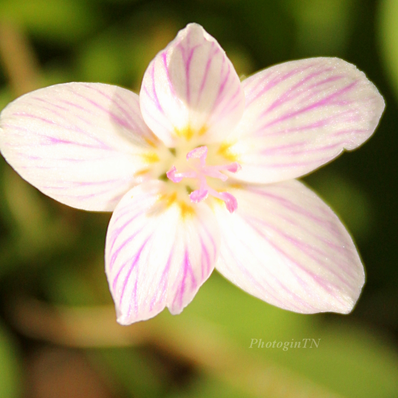 Virginia spring beauty