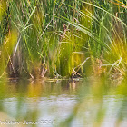 Little Egret; Garceta Común