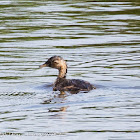 Little Grebe; Zampullín Chico