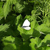 White butterfly