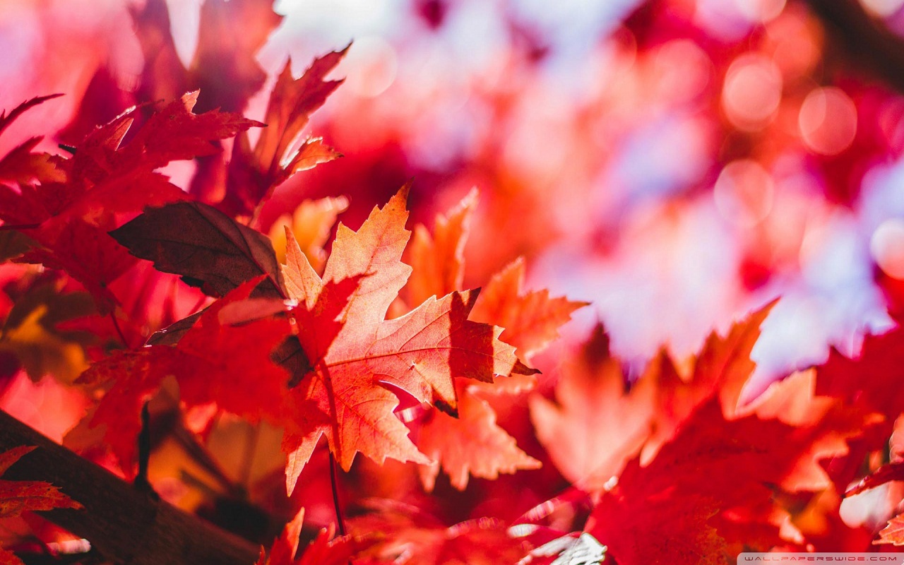 Autumn Wallpaper Preview image 6