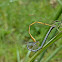 Citrine Forktail