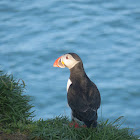 Atlantic Puffin