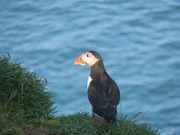 You can go observe the endearing Atlantic puffin, but time may be