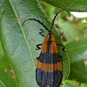 Banded Net-winged Beetle