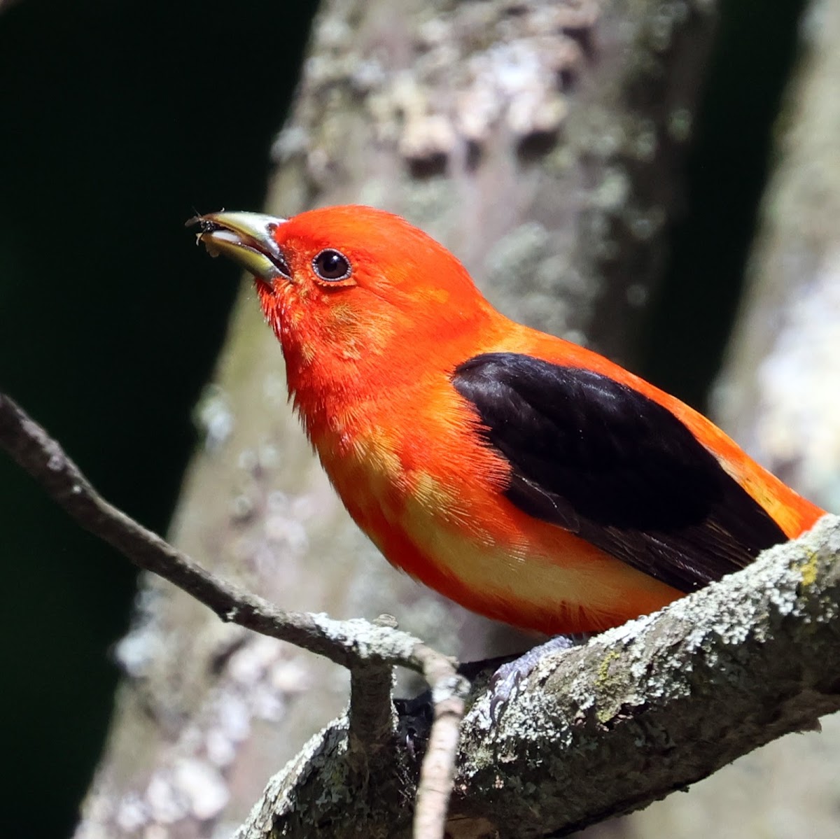 Scarlet Tanager (Male Catching Insects)