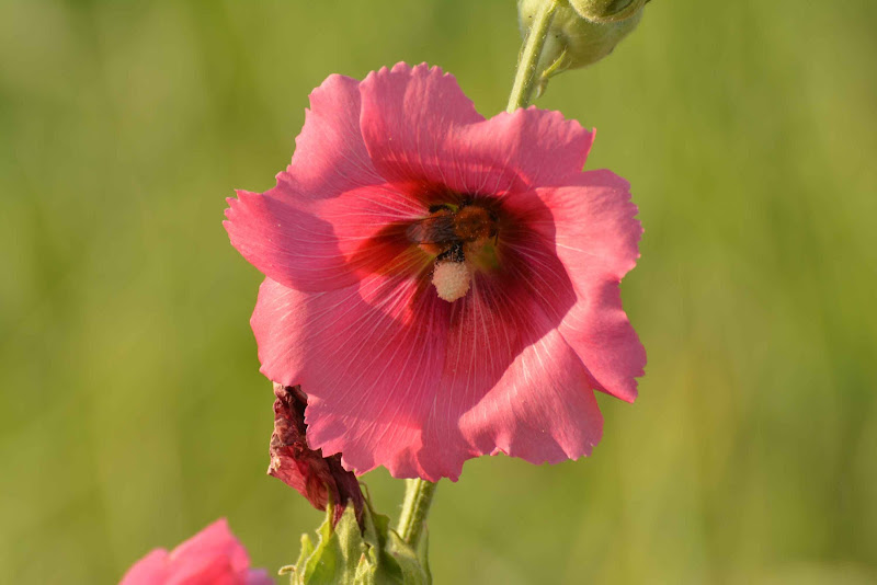 Fiori rosa.... ma non di pesco.... ma ci sei tu! di Maria Luisa