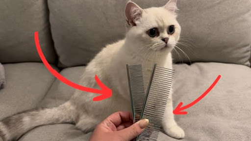 Title 2, Dog comb with rounded ends, stainless steel tee...