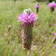 Purple Prairie Clover