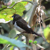 White-rumped Munia