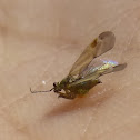 Gall Wasp