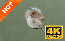 Rodents New Tabs HD Cute Theme small promo image