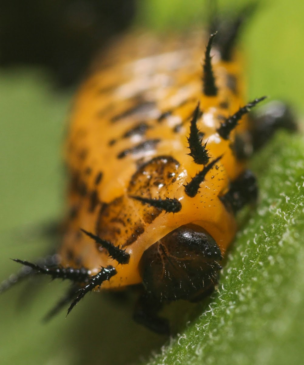 Argus Tortoise Beetle